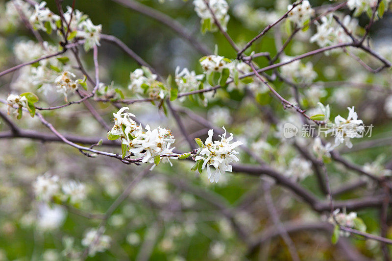 花期雪莲(Amelanchier ovalis)